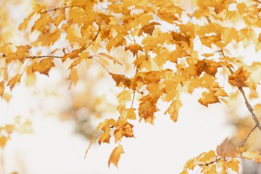 Sonbahar yaprakları dallar üzerinde parlak yumuşak bir arka plana karşı