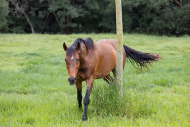 Yeşil tarla ağaçlarının arka planında Kahverengi At Yürüyor
