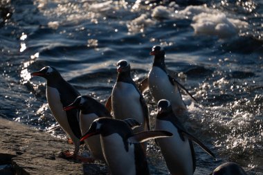 Gentoo penguins in Antarctica. Wild nature. clipart