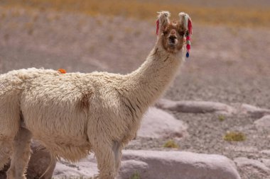 Lama, Atakama Çölü 'ndeki altikantin kralı.