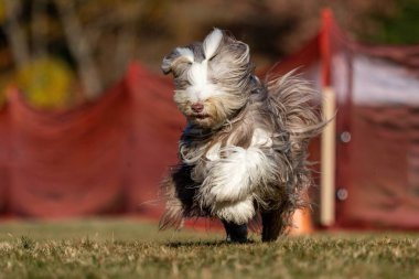 Purebred Bearded Collie Running Lure Course Sprint Dog Sport clipart