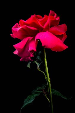 Siyah arkaplanda güzel kırmızı bir gül