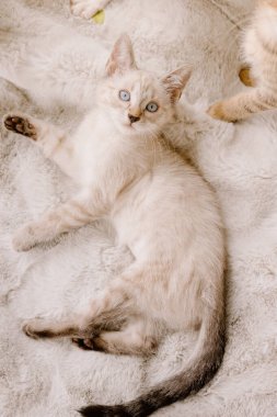 Alert Blue-Eyed Siamese Resting Kitten clipart