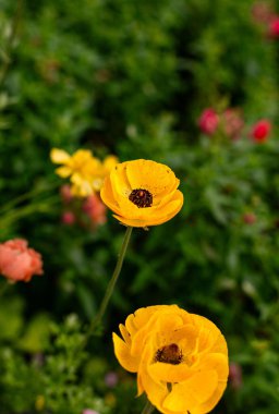 Parlak sarı çiçek izole edilmiş. Kapalı çiçek bahçesi.
