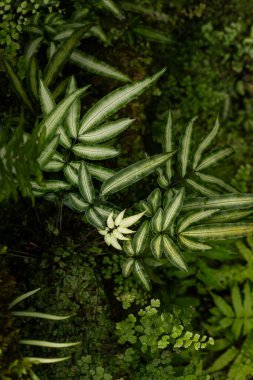 Melez pteris bitkisi yaprakları izole edilmiş. Ayrıntılı görünüm ormanlık zemin