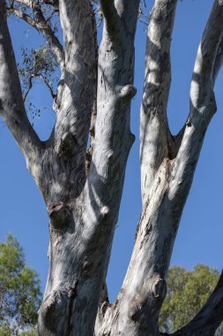 Yumuşak okaliptüs ağacına yakın çekim. Güneş ışığı ve gölgelerle birlikte.