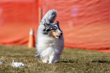Shetland Çoban Köpeği Sheltie Koşu Alanı Koşu Pisti Hızlı Köpek Sporu