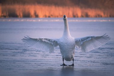 An adult mute swan stands on the frozen lake and spread out its wings. clipart