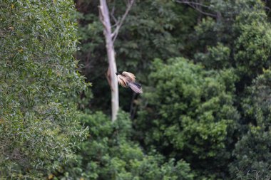 Bir sülün kuşunun Avustralya 'da yoğun bir yeşil ormanın üzerinde süzülüşü