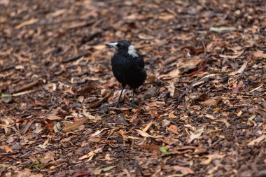 Kuru kahverengi yapraklardan oluşan bir yatakta duran siyah beyaz bir saksağan.