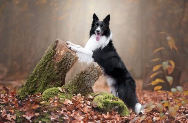 Bir ağaç gövdesinin yanında duran bir çoban köpeğinin portresi.