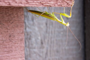 Ahşap bir yüzeye tutunan peygamber devesine yakın çekim