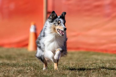 Shetland Çoban Köpeği Sheltie Koşu Alanı Koşu Pisti Hızlı Köpek Sporu