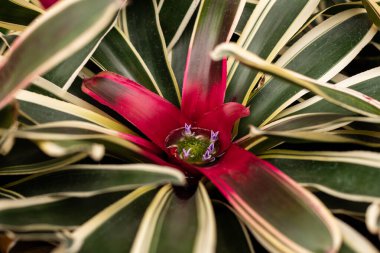 Tropical plant in greenhouse. Blooming plant after tropical rain clipart