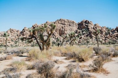 Joshua Trees ve Kaya Düzeni ile Çöl Ufku