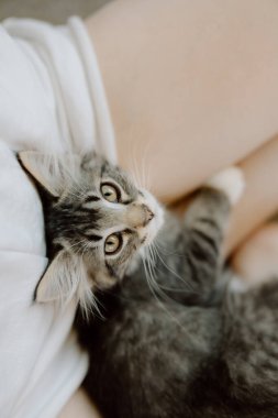 Kucağına kıvrılmış kedi yavrusu