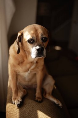 Yakından üzgün suratlı Puggle köpeği kameraya bakıyor.