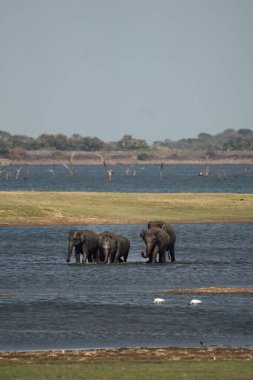 Asya fil sürüsü Sri Lanka 'da bir su birikintisinden geçiyor.