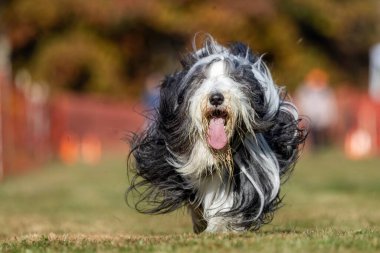 Safkan Sakallı Collie Koşan Yem Pistinde Koşan Köpek Sporu