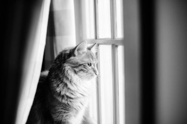 Maine Rakun Kedi Gözetleme Penceresi