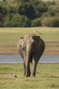 Asian elephant walking through Minneriya, Sri Lanka clipart