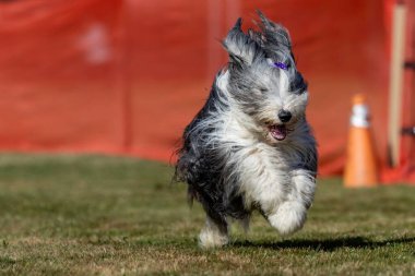 Safkan Sakallı Collie Koşan Yem Pistinde Koşan Köpek Sporu