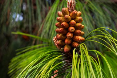 Bir ağaç dalında gelişmekte olan bir kozalağın yakın plan fotoğrafı.