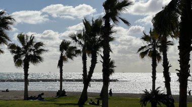 Malaga plajı boyunca rüzgarda savrulan palmiyeler