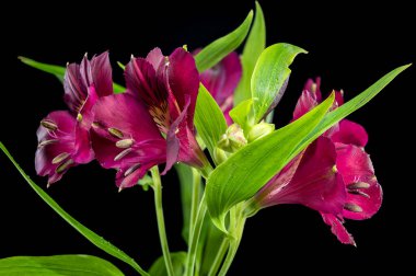 Siyah arkaplanda koyu Burgundy Alstroemeria