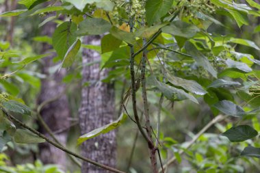Avustralya ormanlarında yeşil yapraklarda ve dallarda saklanan küçük kuş.