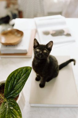 Kahve masasında oturan siyah kedi yavrusu