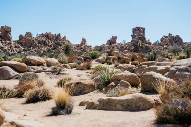 Joshua Tree 'deki Çöl Yaşamı Manzarası