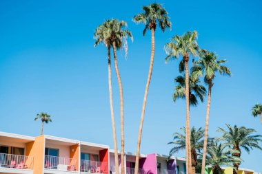 Palmiye ağaçlı canlı Palm Springs Vahası