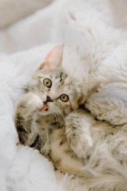 Sevimli kedi pençelerini yalıyor.