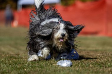 Safkan Sakallı Collie Koşan Yem Pistinde Koşan Köpek Sporu