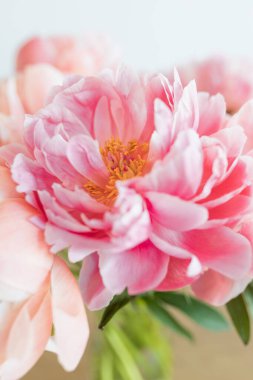 Şakayık çiçeğinin çiçek açan yakın plan fotoğrafı.