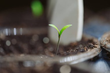 Topraktan çıkan Tek Tohumlu Makro Fotoğraf