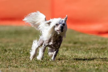 Çin Armalı Koşu Pisti Hızlı Koşu Köpek Sporu