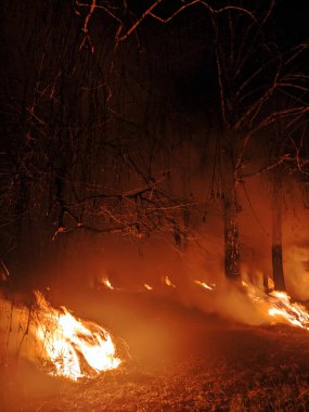 Huş ağacı ormanında gece dumanlı bir ateş