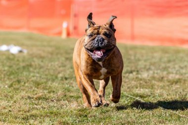 Safkan Bulldog Koşu Pistinde Koşan Hızlı Köpek Sporu