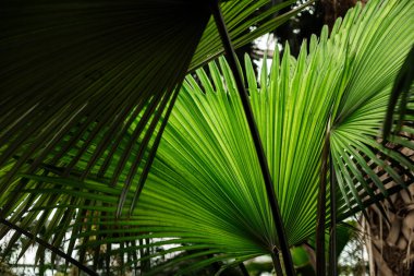 Geniş yeşil palmiye yaprakları güneşli bir günde.