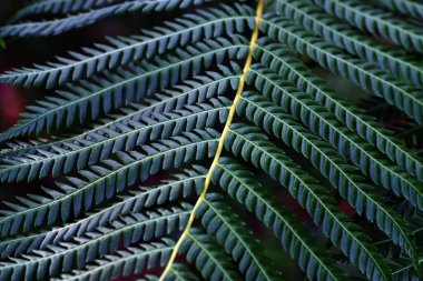 Ağaç eğreltiotu eğreltiotu yapraklarının detayları Cyathea Cooci