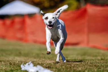 Beyaz Pitbull Koşu Pistinde Koşan Koşu Köpeği Sporu