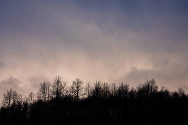 Gölge kavak ağaçları kışın alacakaranlıkta