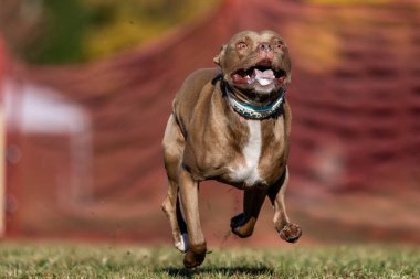 Kahverengi Pitbull Karışık Çürük Yem Koşu Koşu Pisti Koşu Köpek Sporu