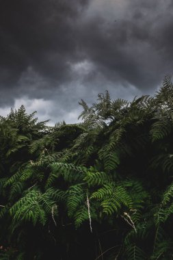 Dramatic Storm Looming Over Lush Green Ferns clipart