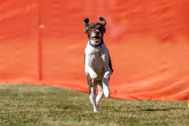 Kahverengi ve Beyaz Brittany Spaniel Koşu Pistinde Koşan Hızlı Köpek Sporu