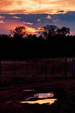 Sunset between eucalyptus trees and two puddles in Piedrabuena clipart