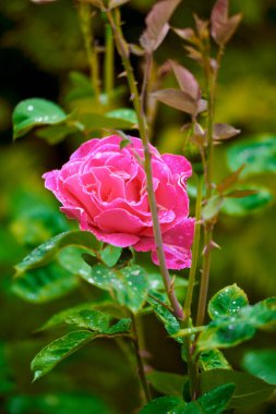 Rose flower on a bush, summer clipart