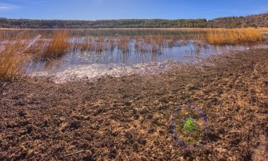 Shoreline of Stoneman Lake AZ clipart